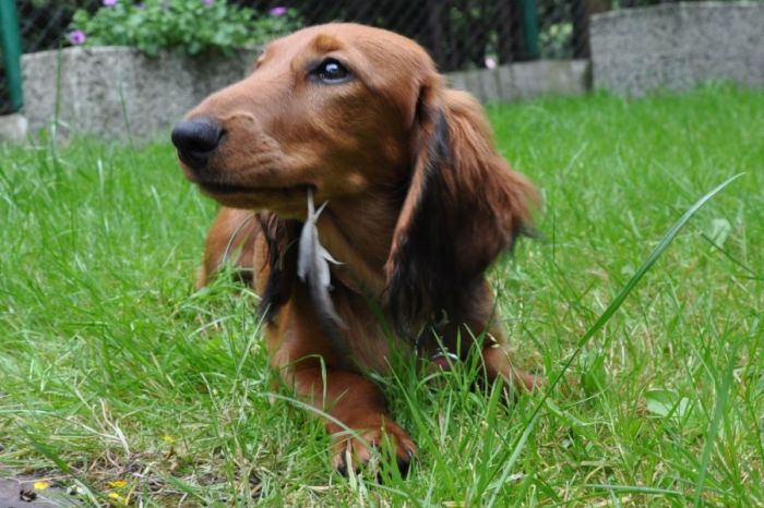 Jamnik NAILA NEFERTUM Kollapsar